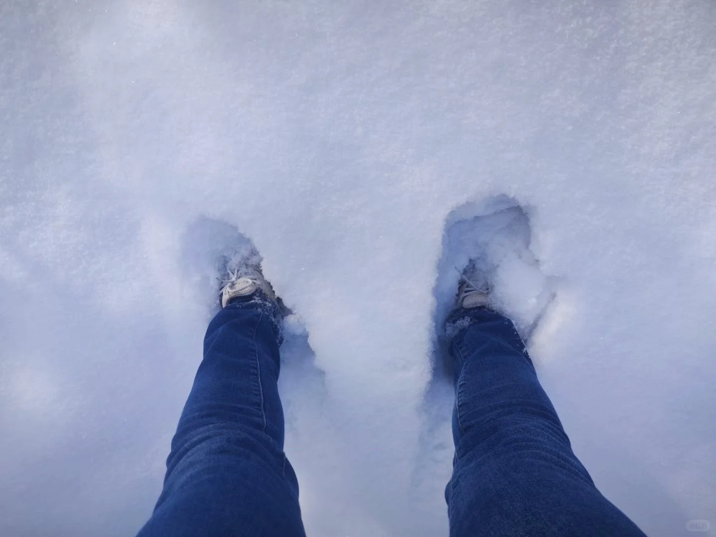 新疆羊肉就是我的最爱,买羊心得大家避坑