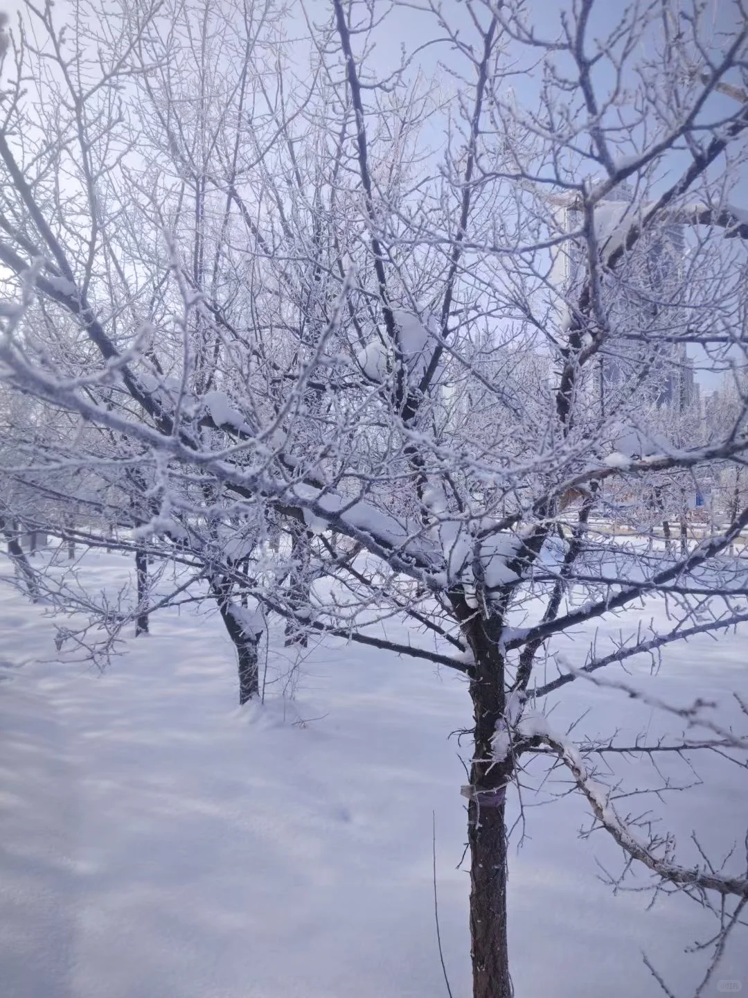 新疆羊肉就是我的最爱,买羊心得大家避坑