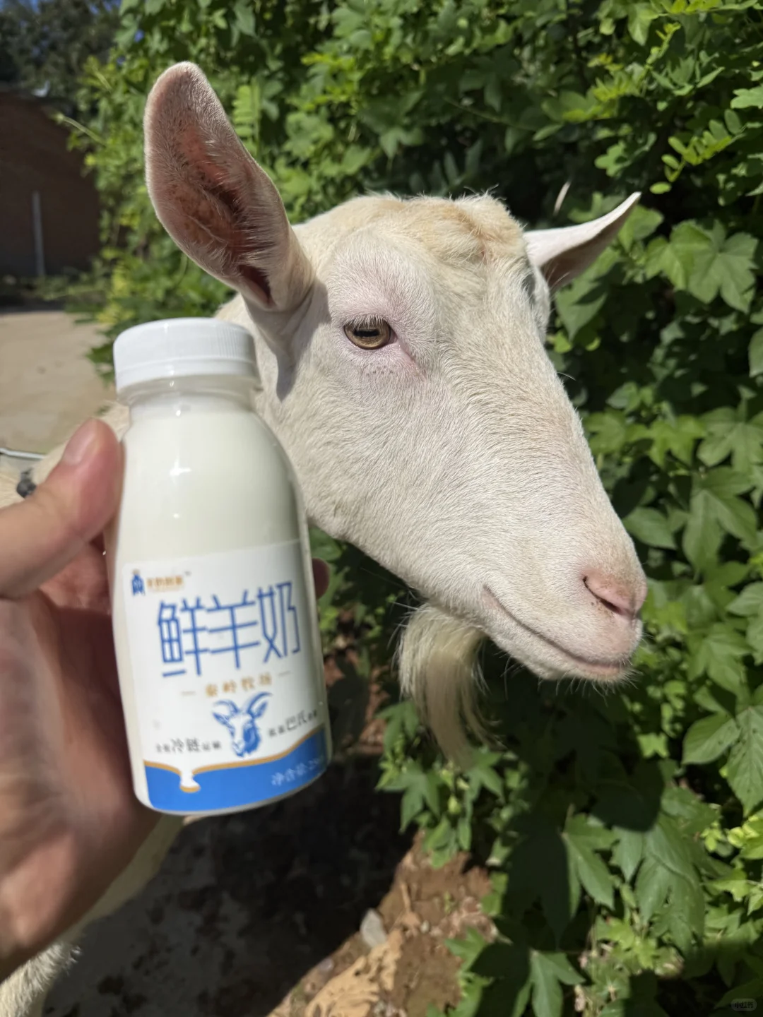 治