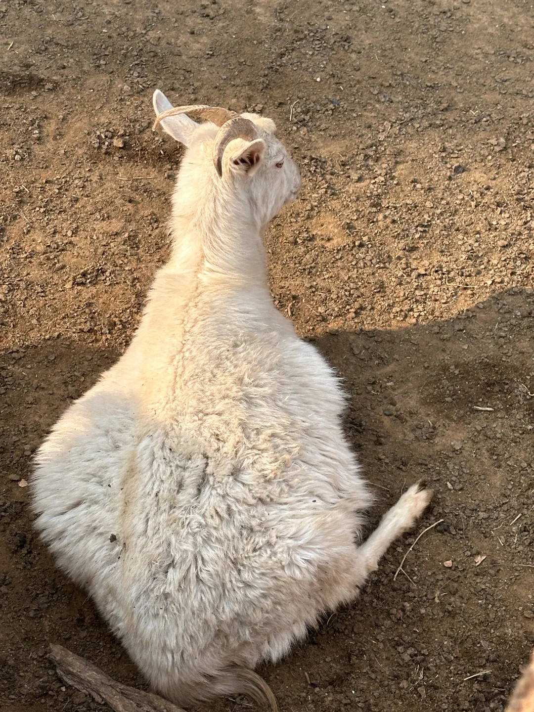 СƷȦ