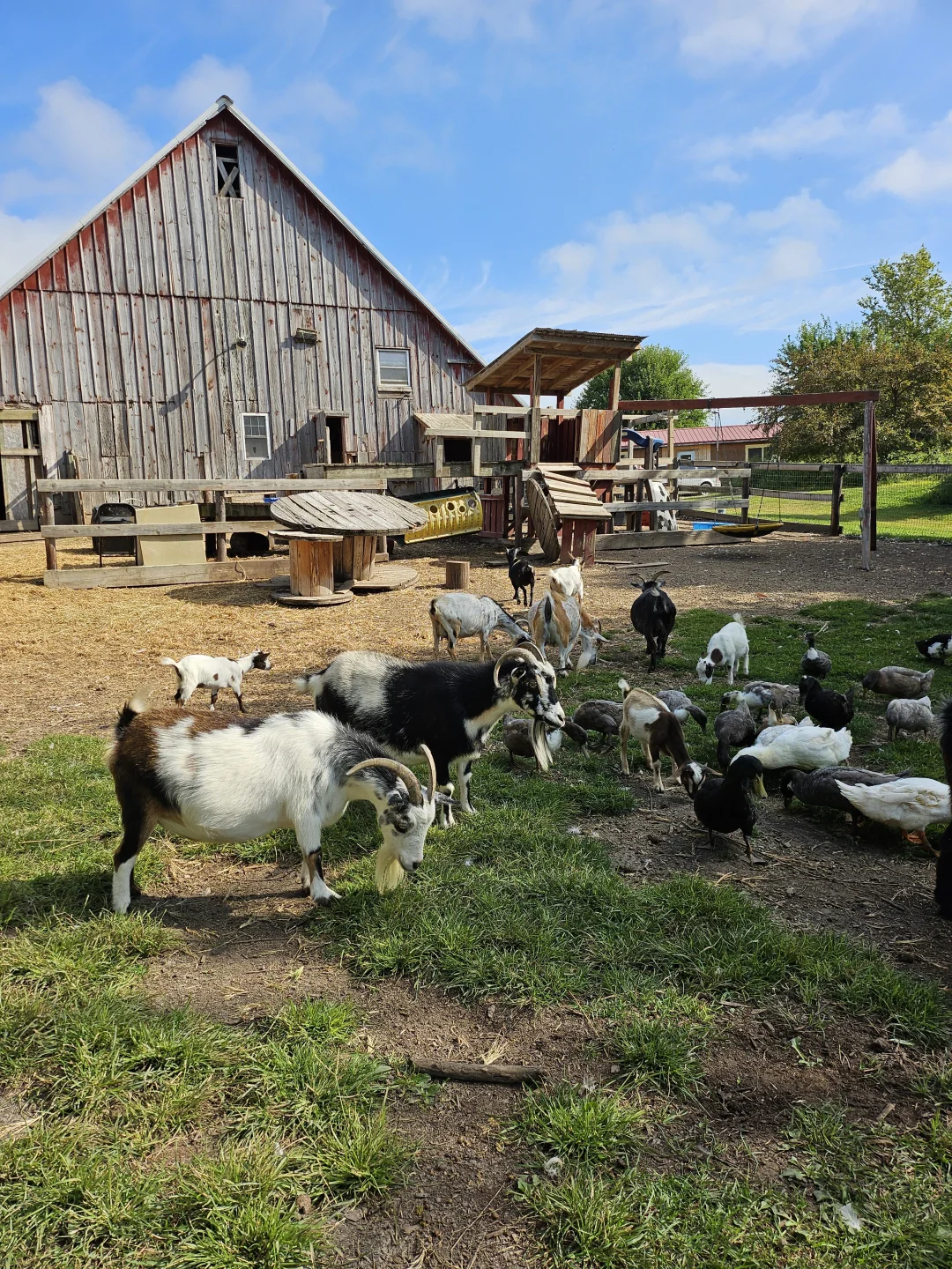 IowaũWindy Goat Acres