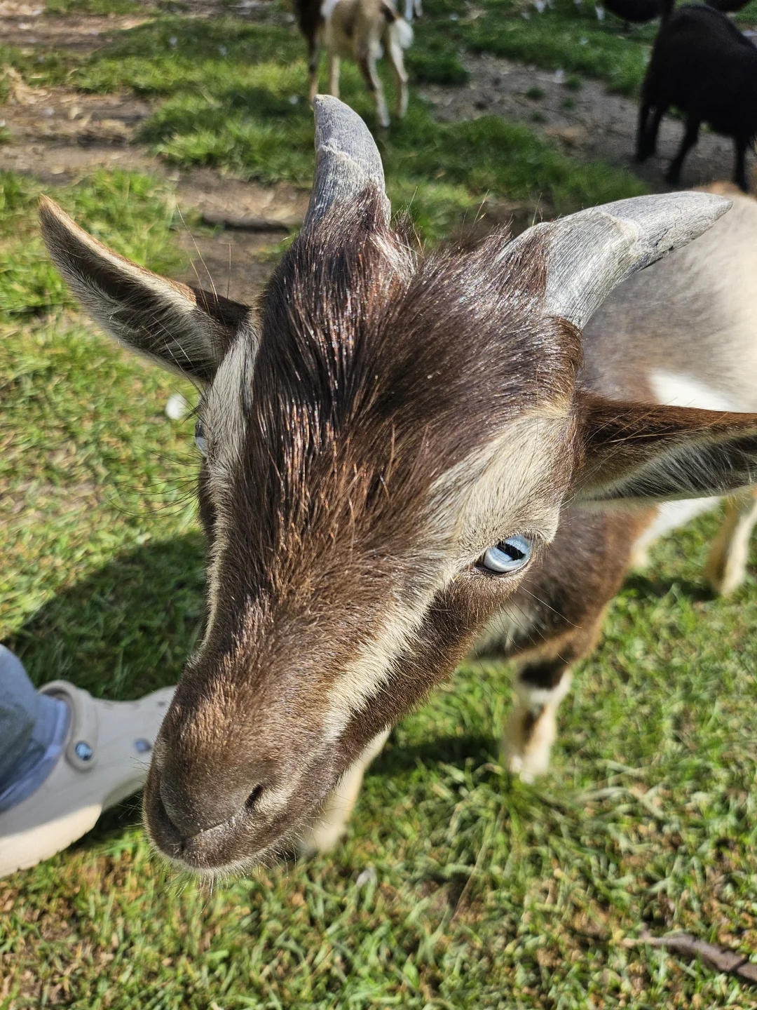 IowaũWindy Goat Acres
