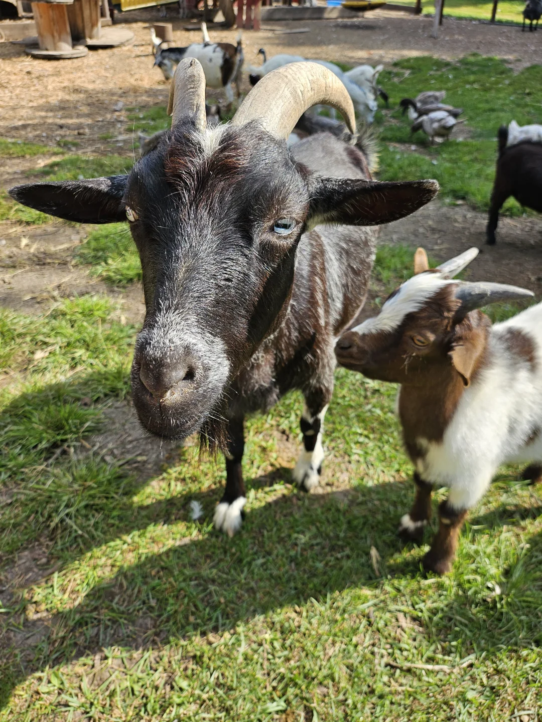 IowaũWindy Goat Acres