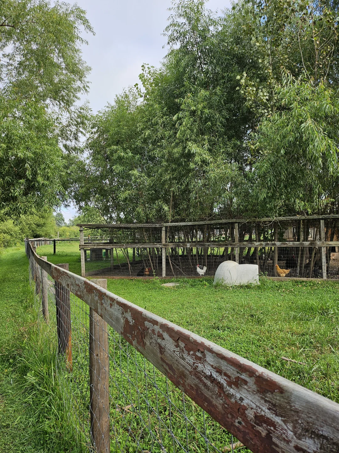 IowaũWindy Goat Acres