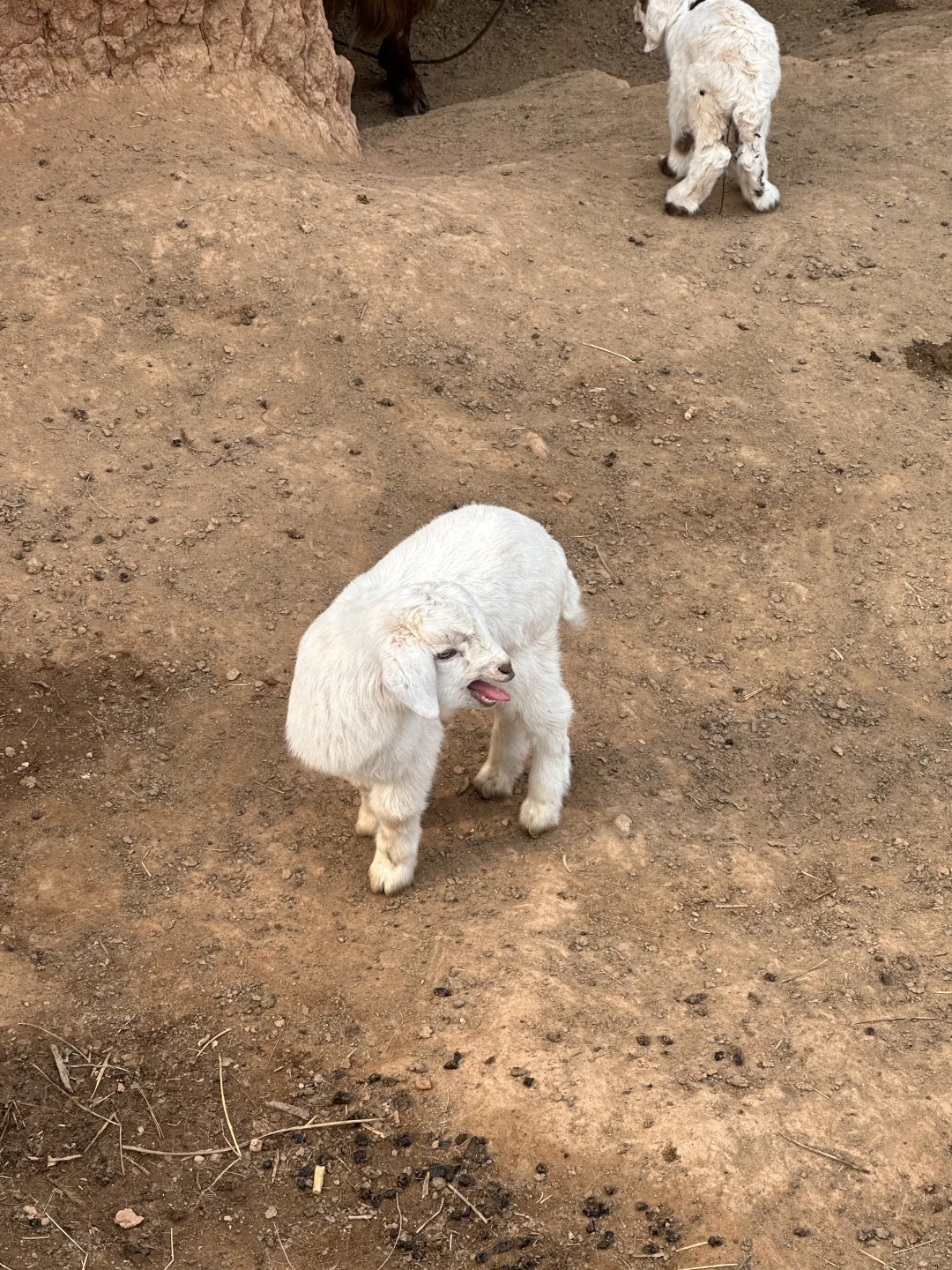 СƷȦ