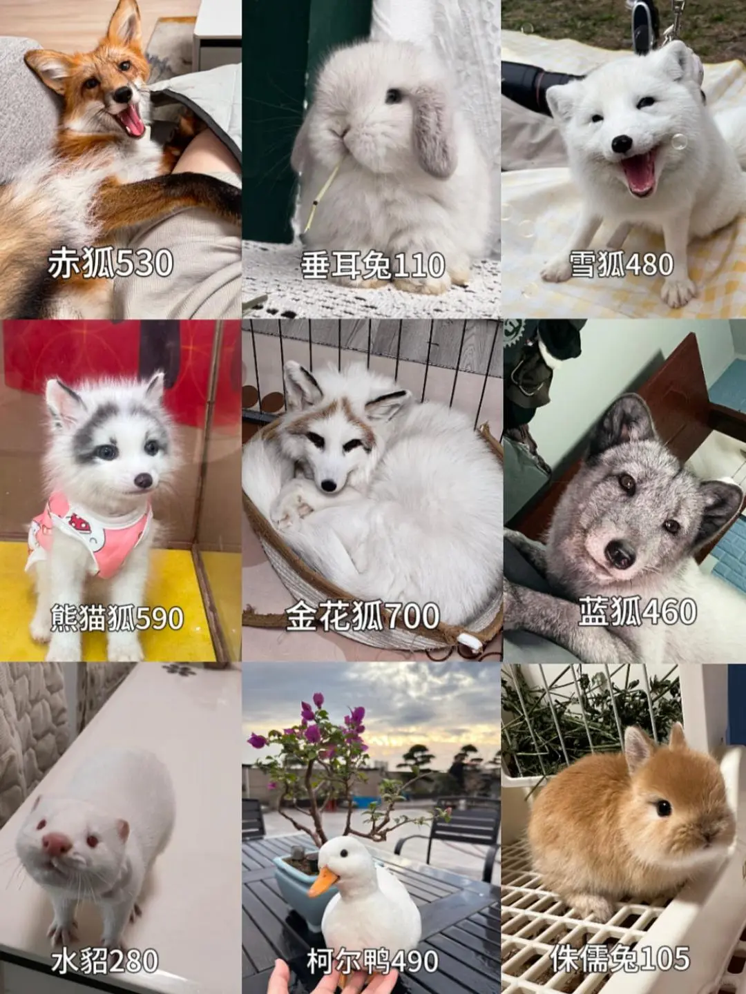 ȳ۸