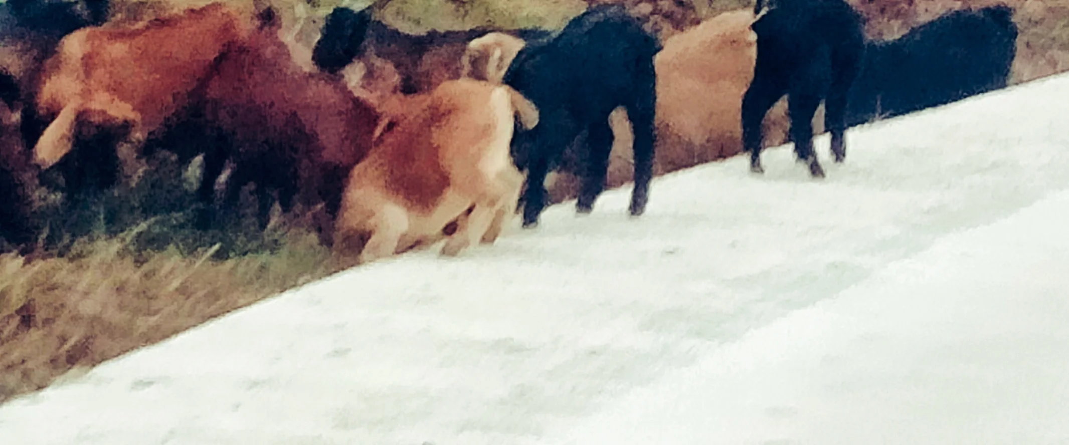 �����ٲ��������