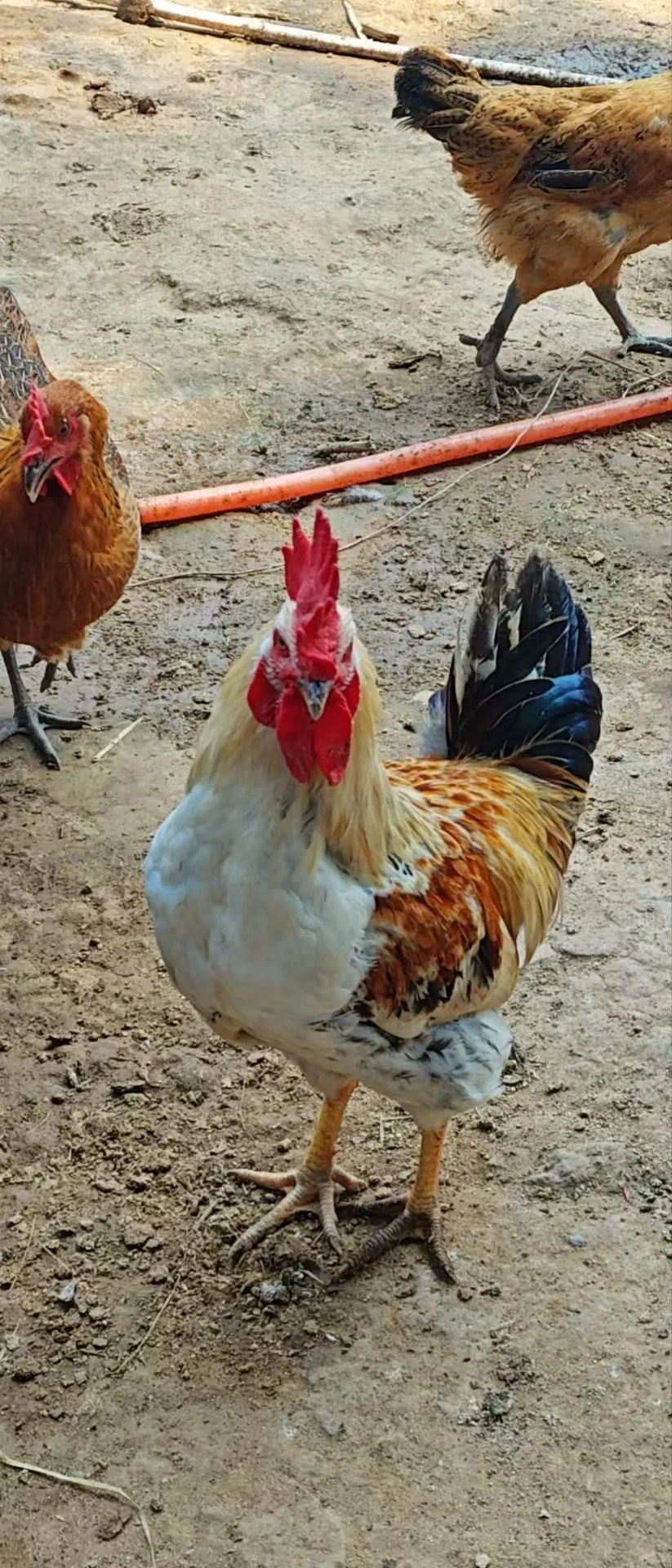 Լɢ