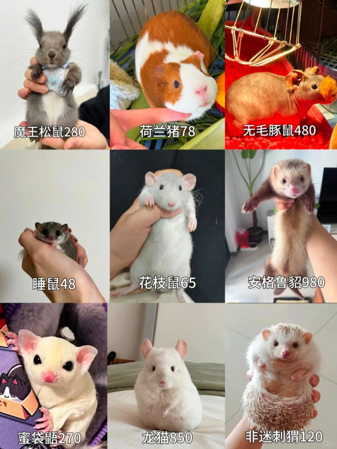 ȳ۸