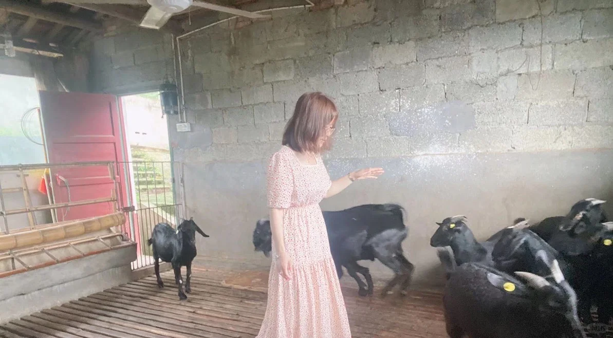 农村养羊禁忌有哪些?