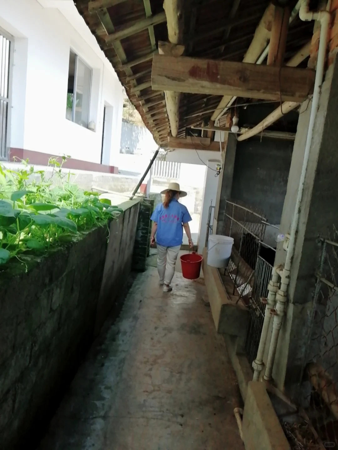 农村养羊禁忌有哪些?