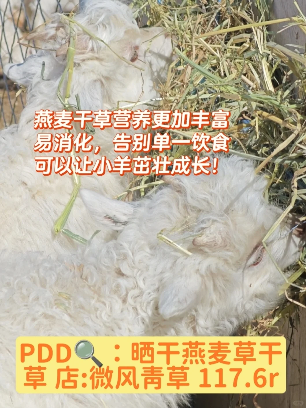 ĽǣЩpdd