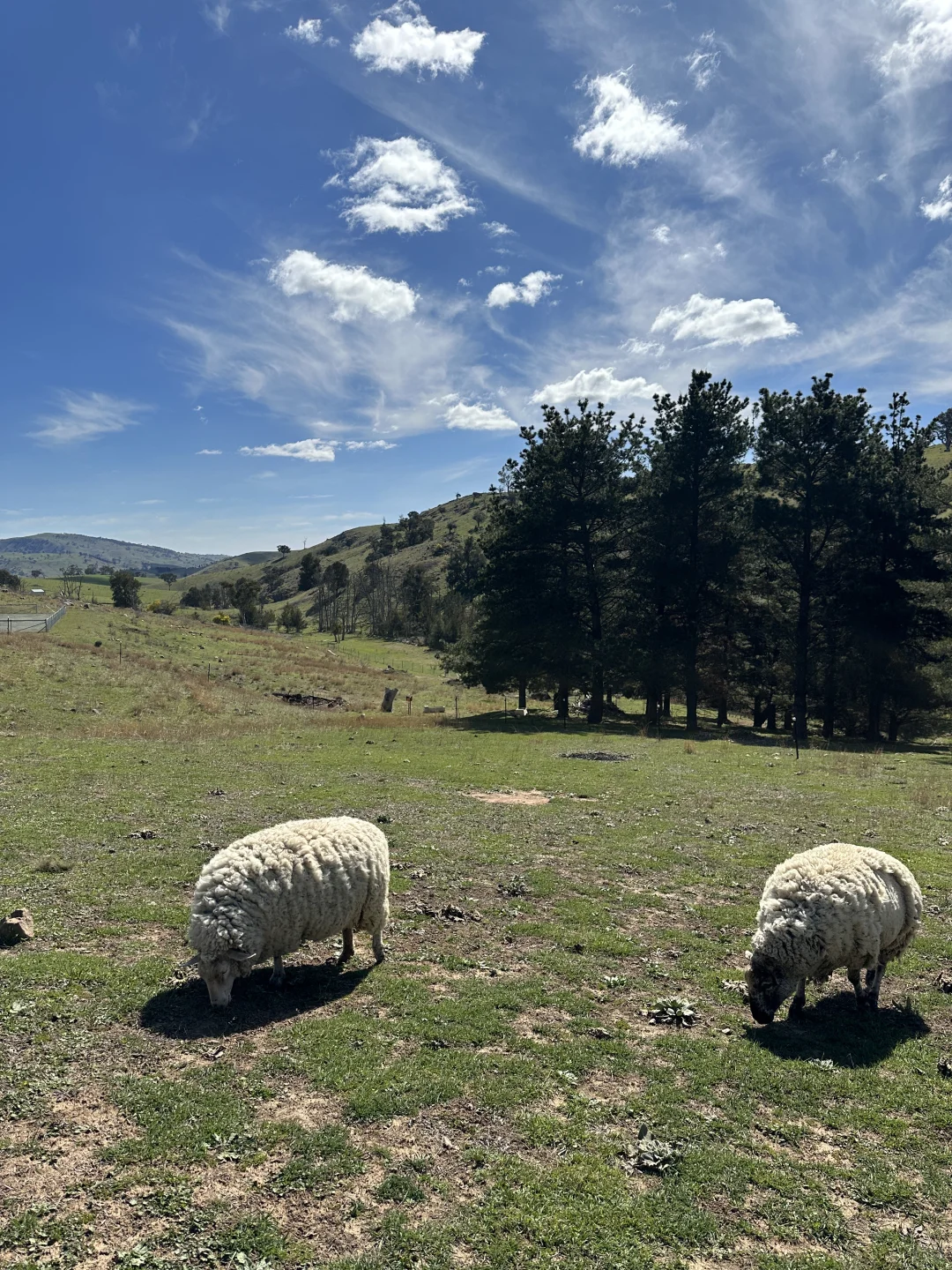 在澳洲被羊撞瘸了这正常吗?