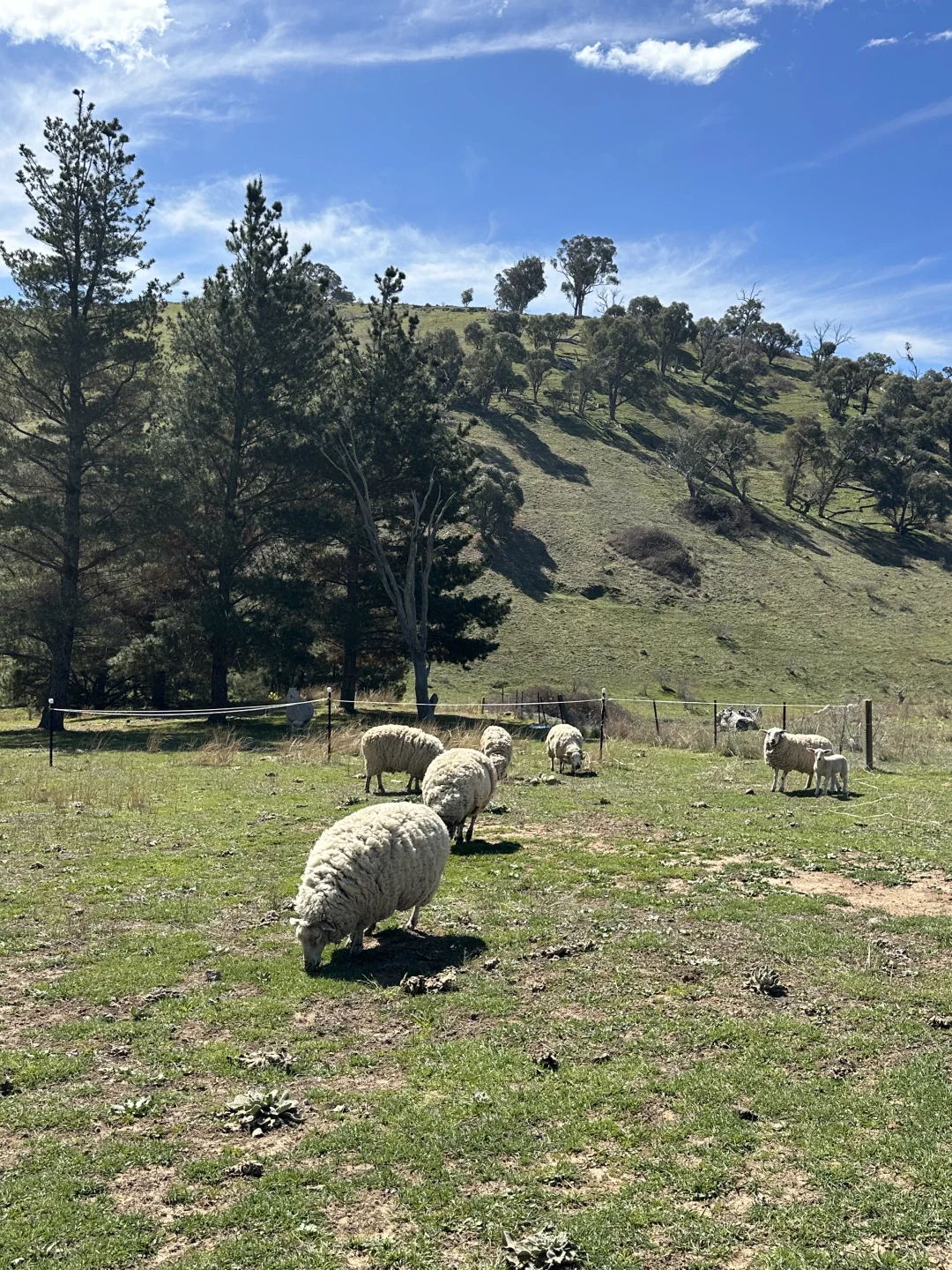 在澳洲被羊撞瘸了这正常吗?