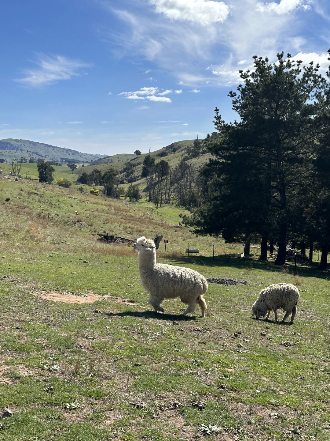 在澳洲被羊撞瘸了这正常吗?