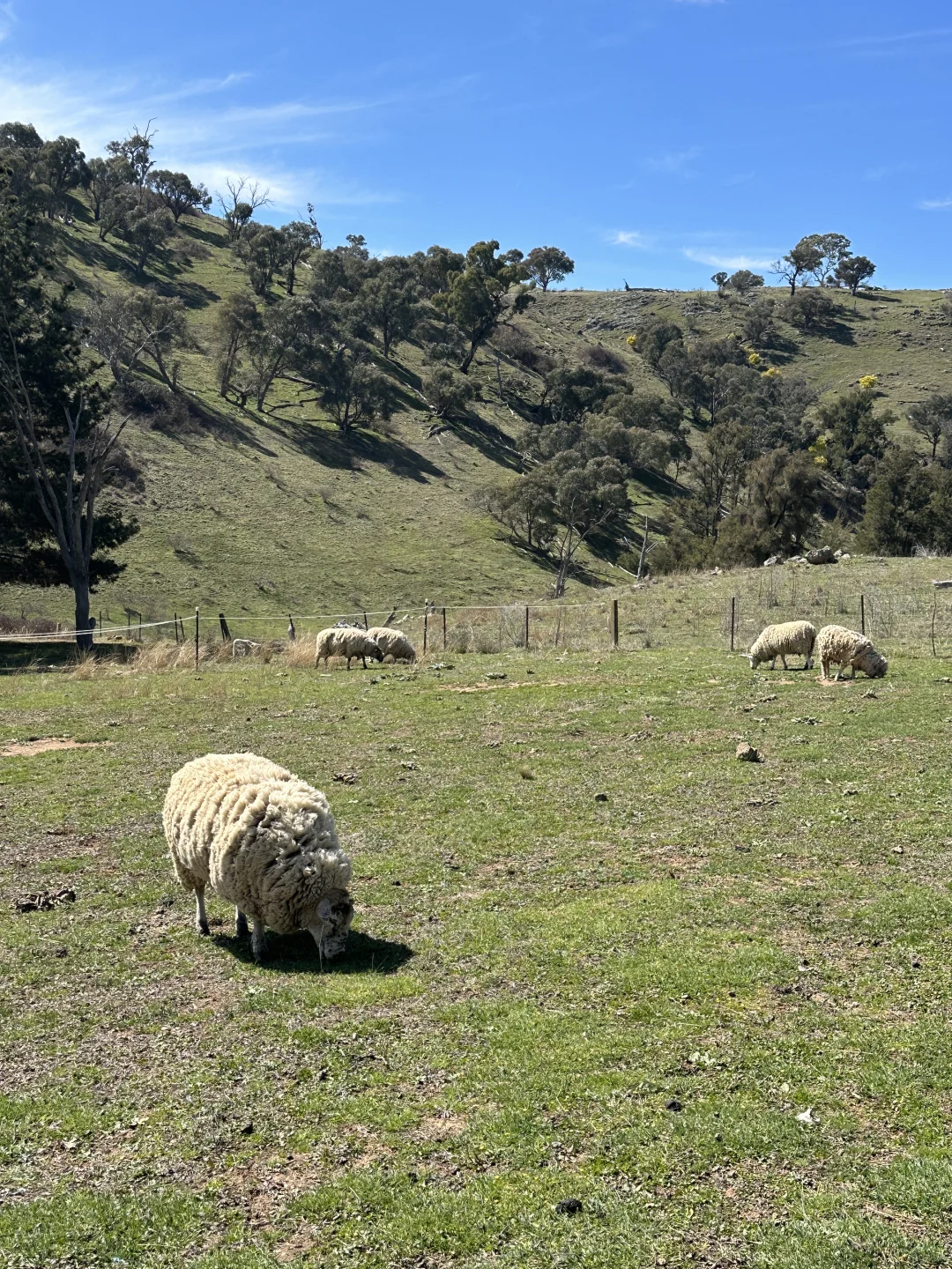 在澳洲被羊撞瘸了这正常吗?