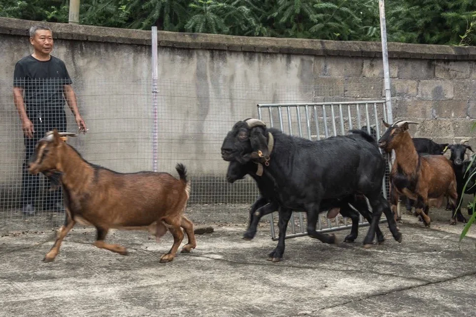 农村养羊禁忌有哪些?