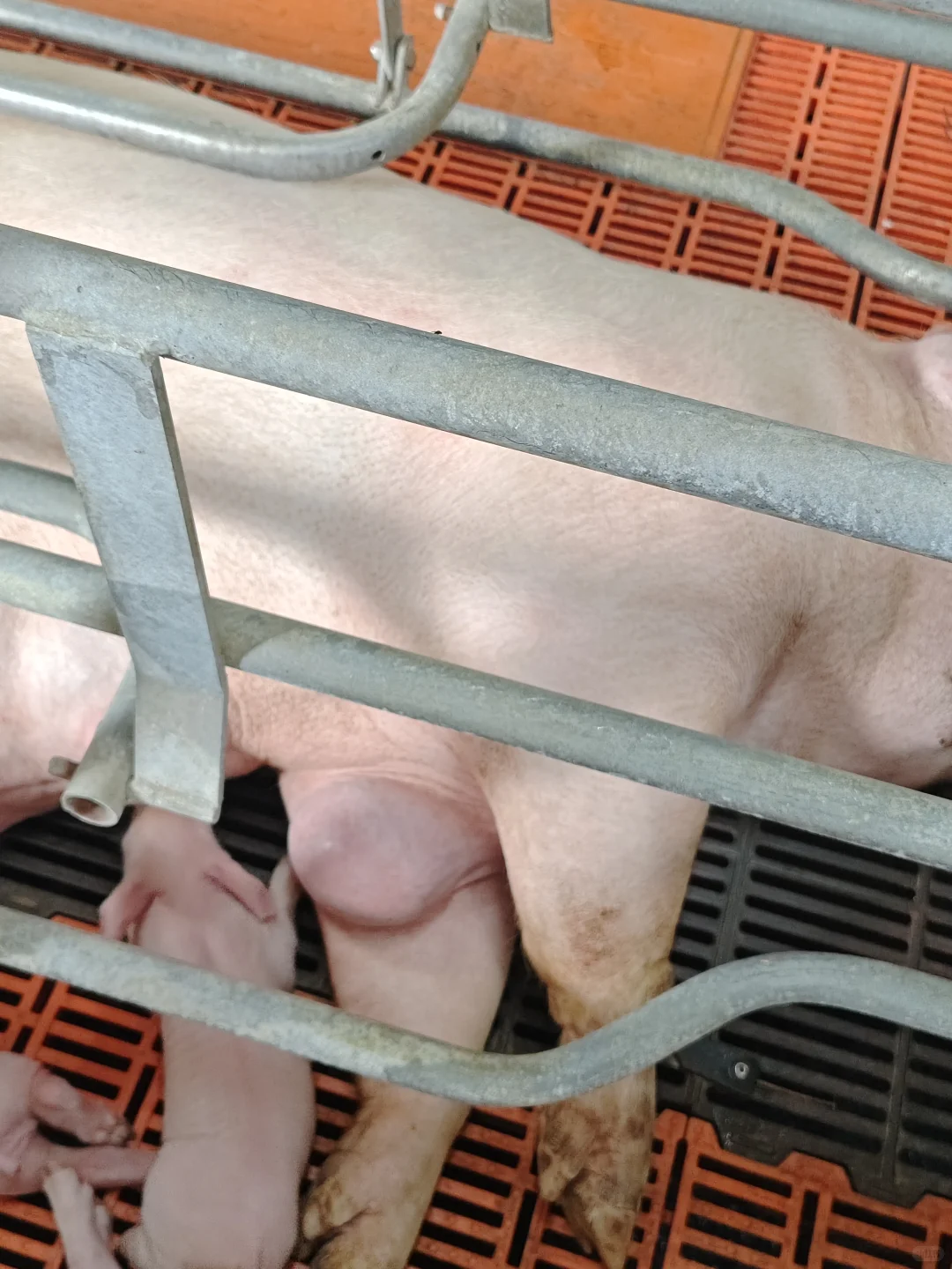 养猪的第二十天