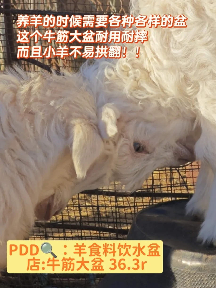 ĽǣЩpdd