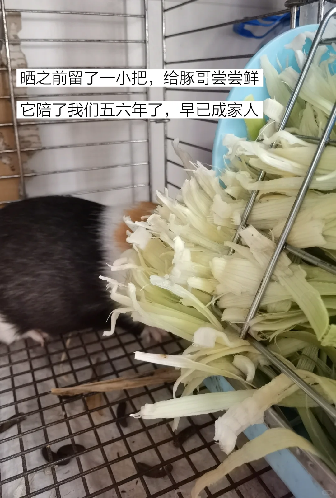 低成本快乐养宠物