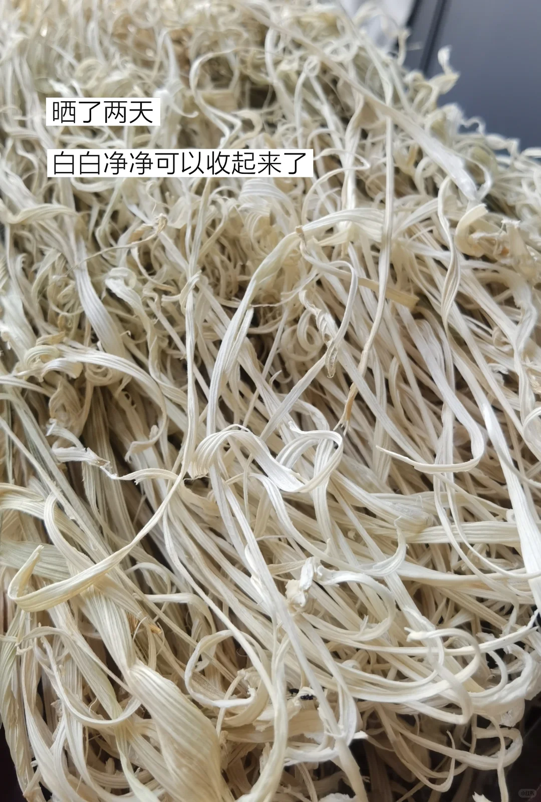 低成本快乐养宠物