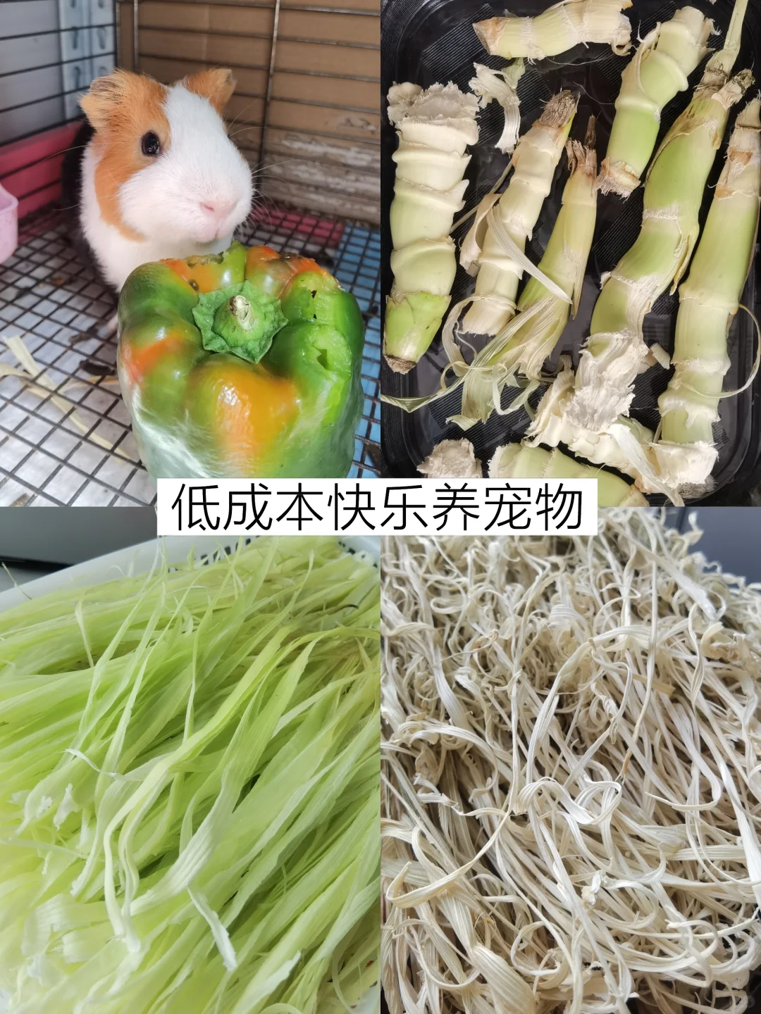 低成本快乐养宠物
