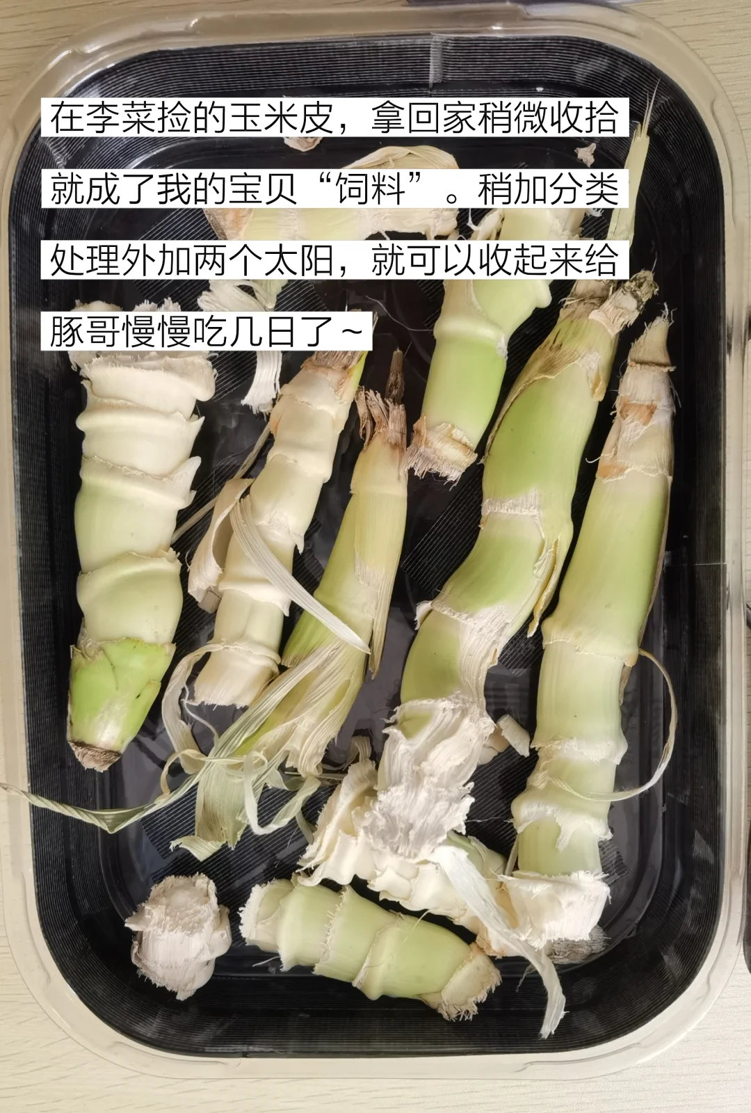 低成本快乐养宠物
