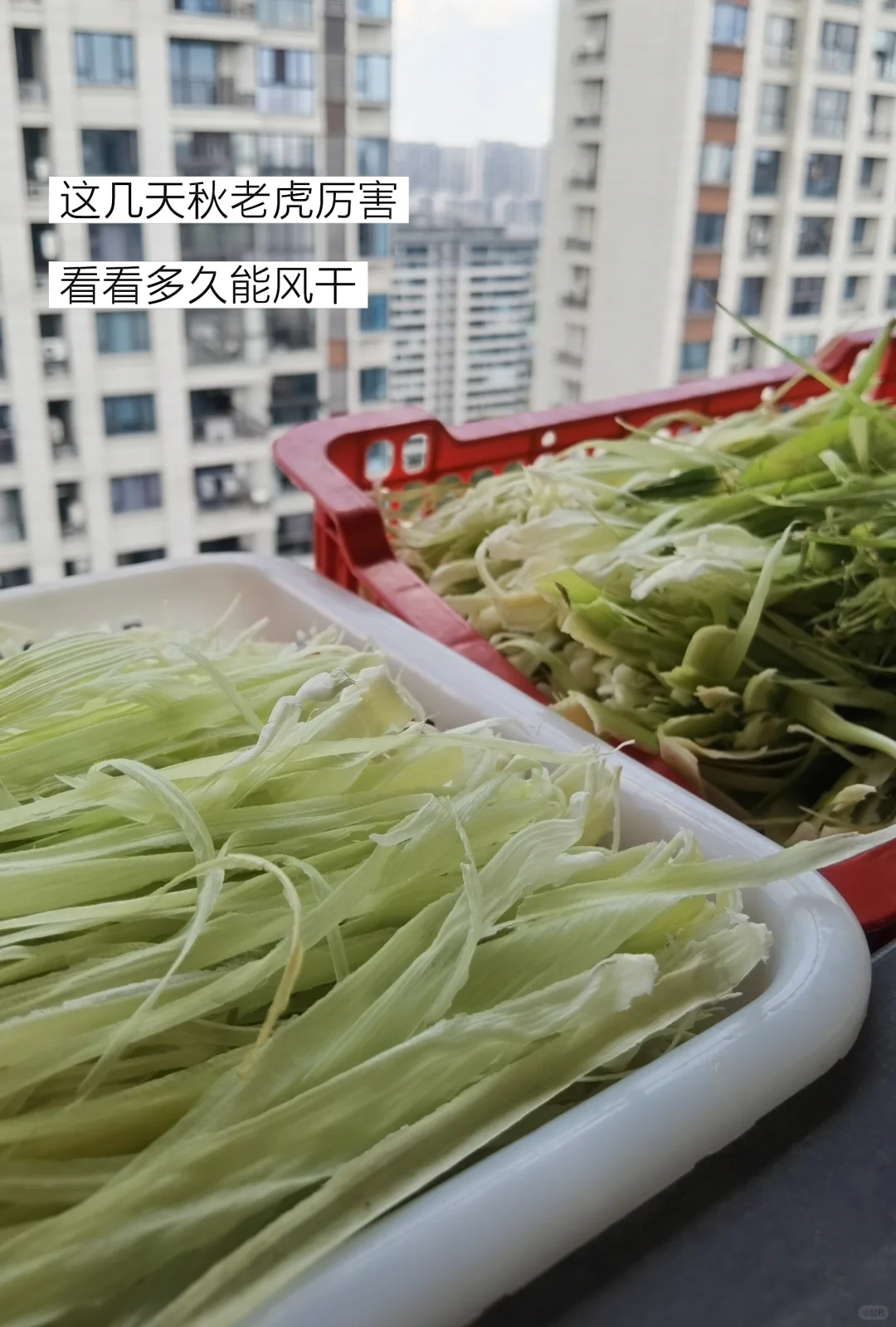 低成本快乐养宠物