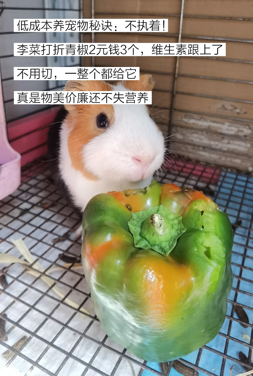 低成本快乐养宠物