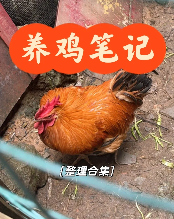 ʼ棩ȫһ£Լ