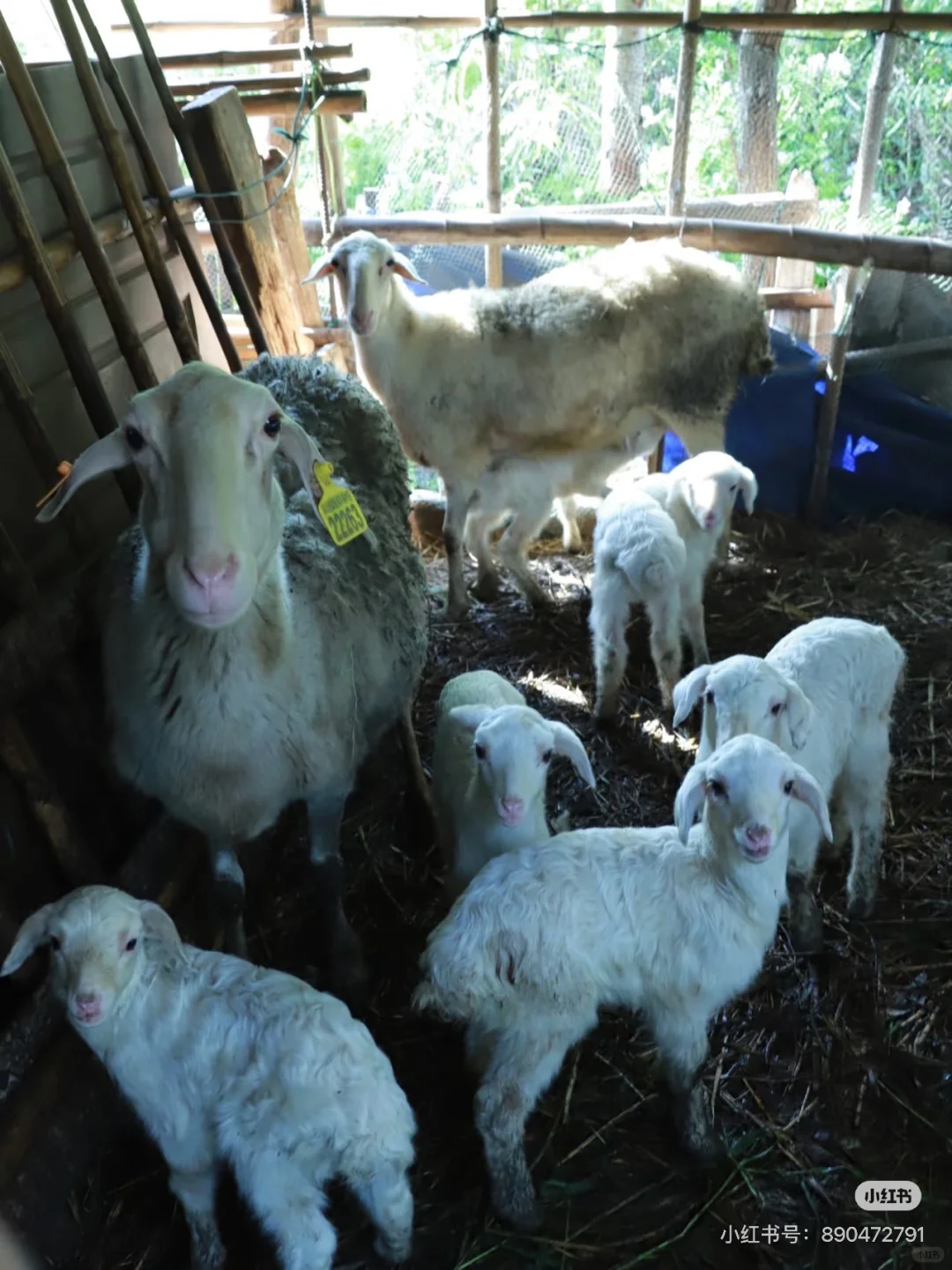 好美的小湖羊!但是我又圣母心了?