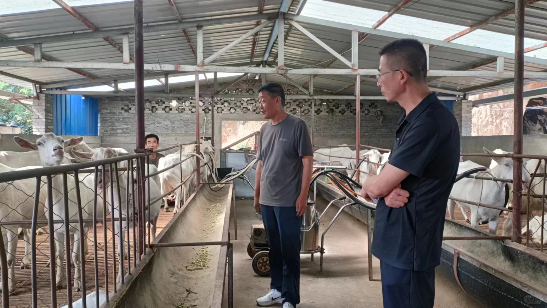 奶山羊秋季饲喂技术指导