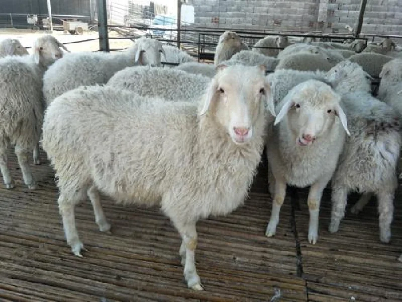 羊痘病的表现和预防措施