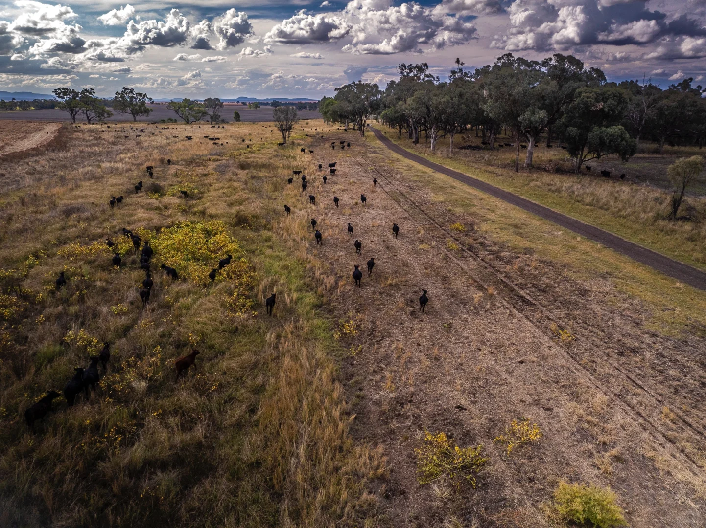 买了7000公顷牧场养牛 7年了