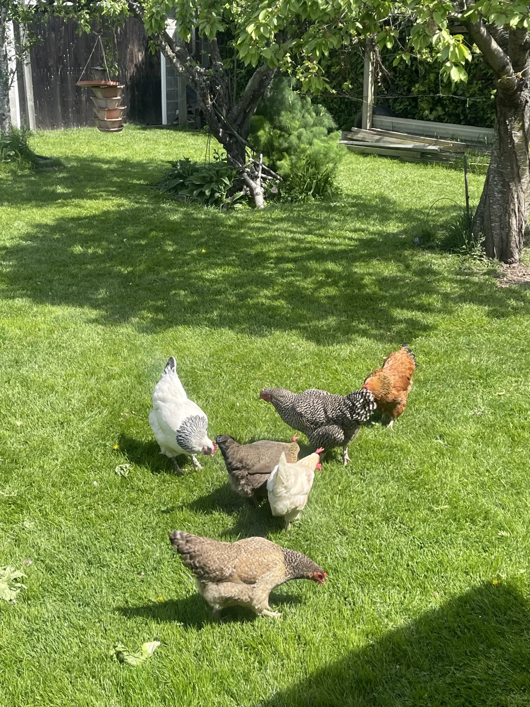 基督城出走地鸡蛋?