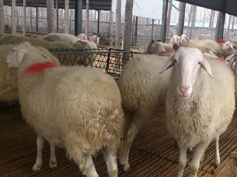 羊痘病的表现和预防措施