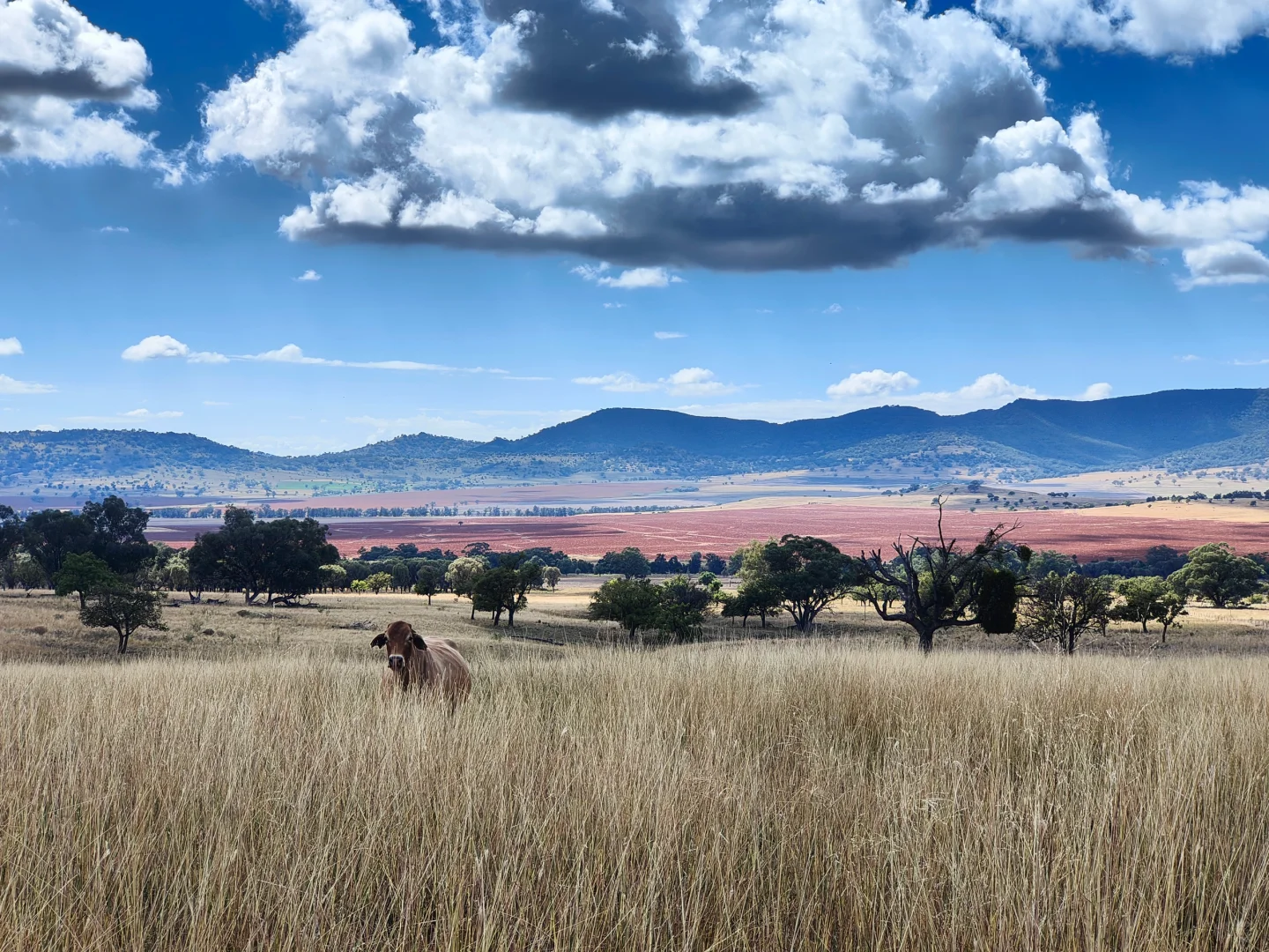 买了7000公顷牧场养牛 7年了