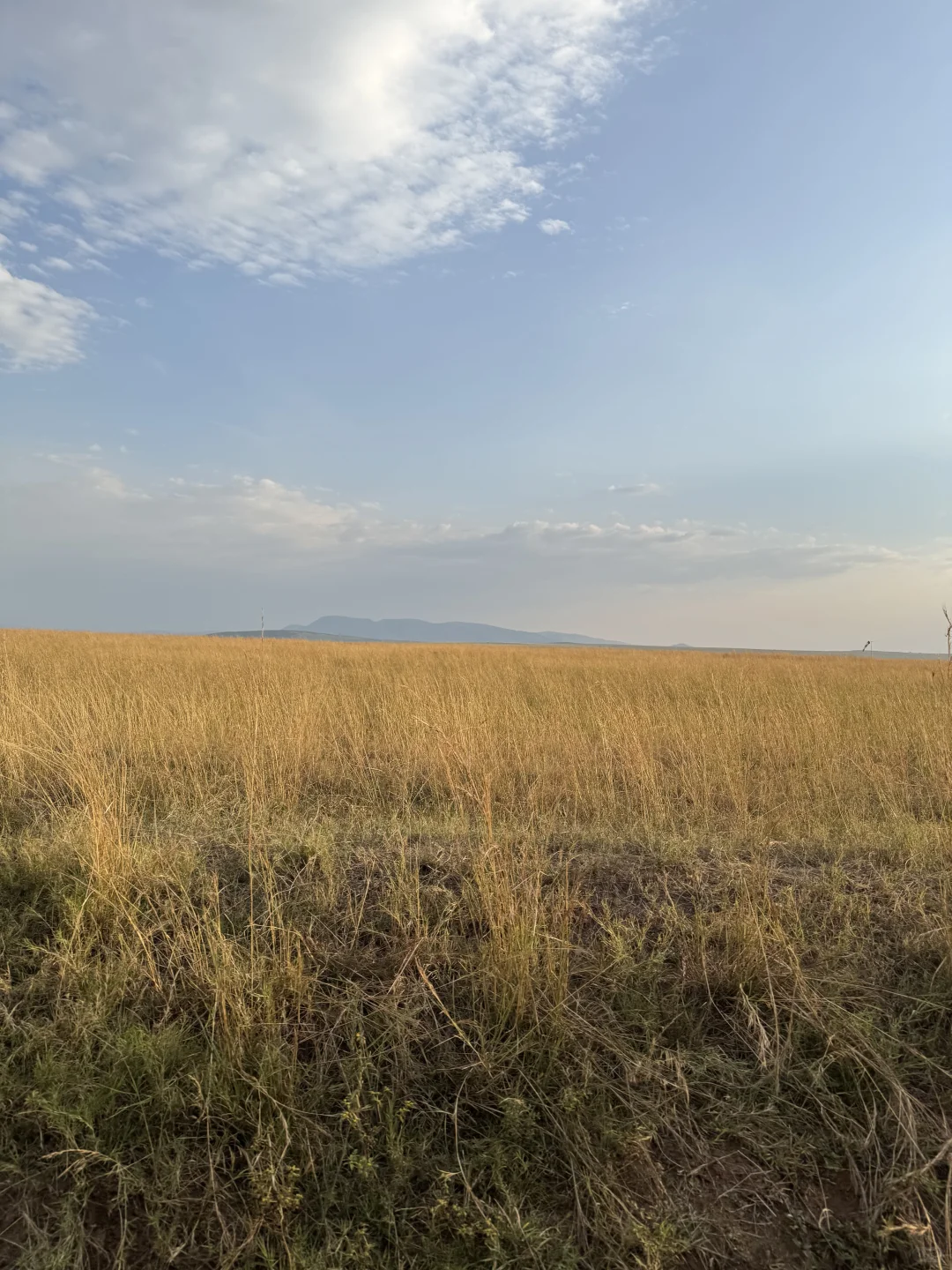 女生solo肯尼亚 遇到的朋友们