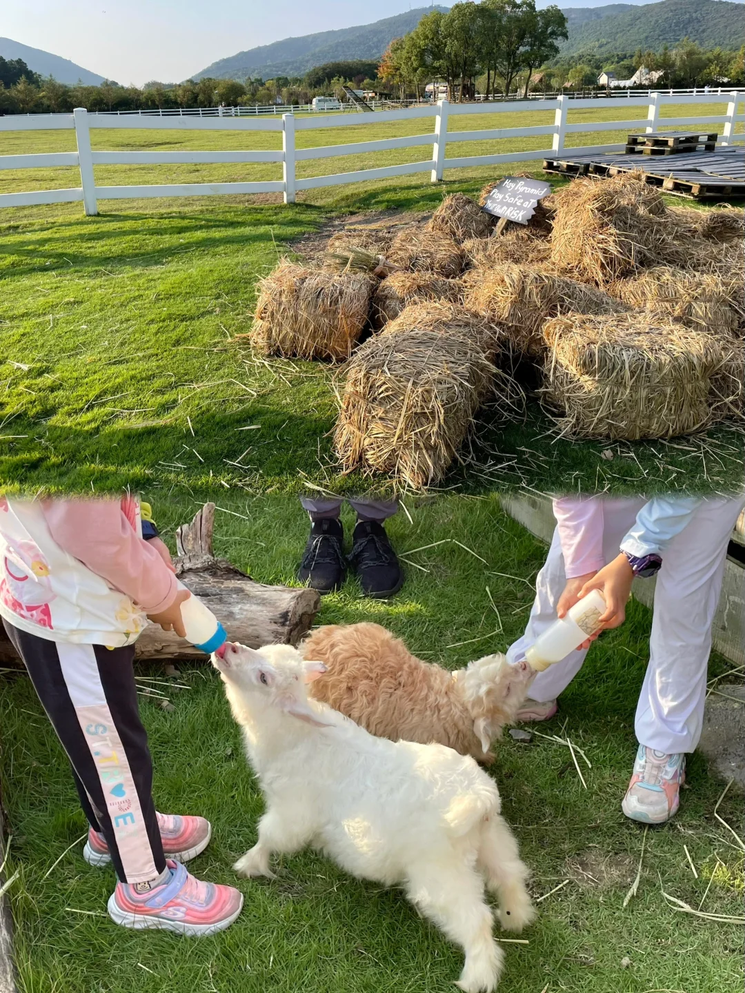 今天当一天农场主??湖州 趣农场