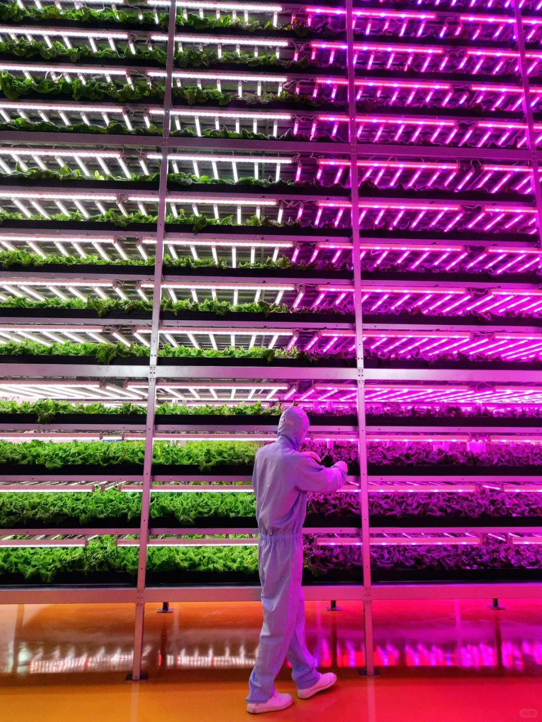 立体种植,植物工厂