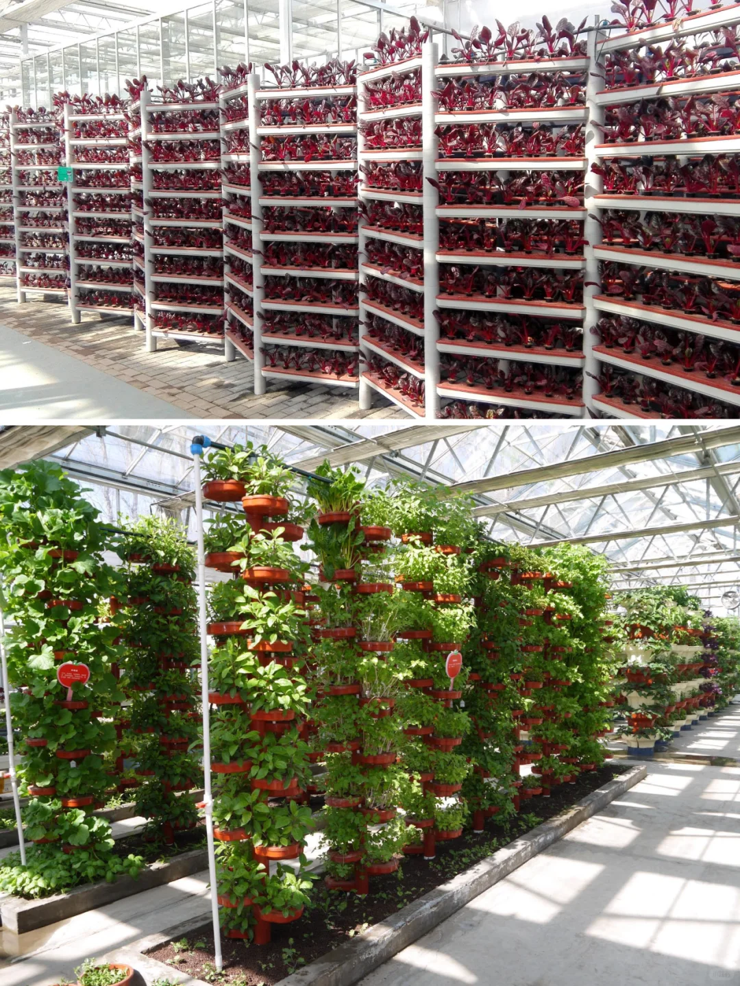 立体种植,植物工厂