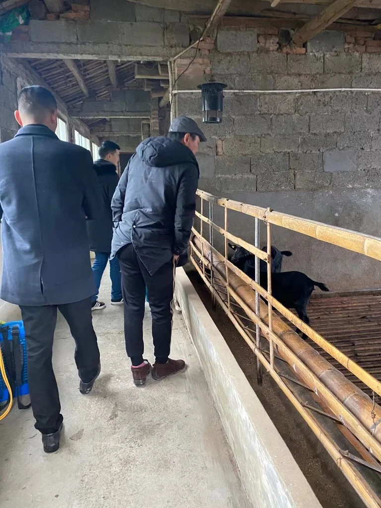 养羊梦:中年返乡还是退休再出发?