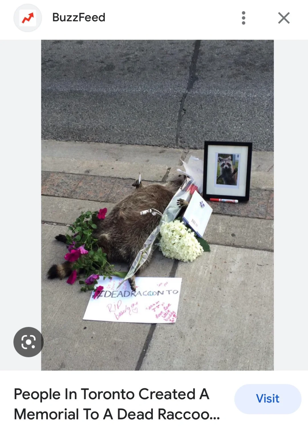 加拿大生活点滴 之“爱护动物”