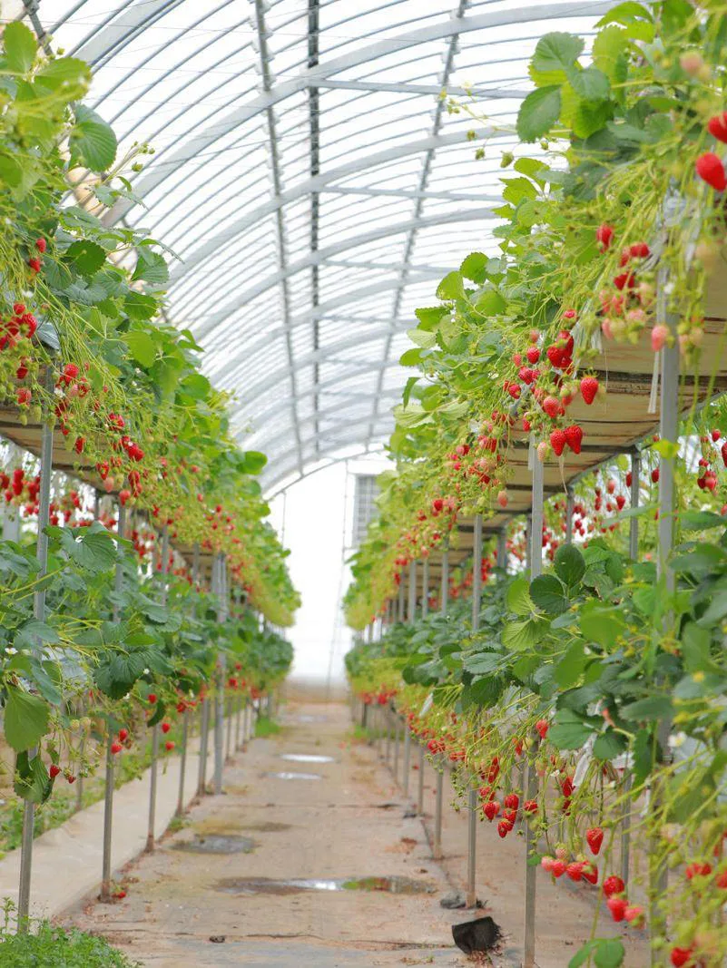 立体种植,植物工厂