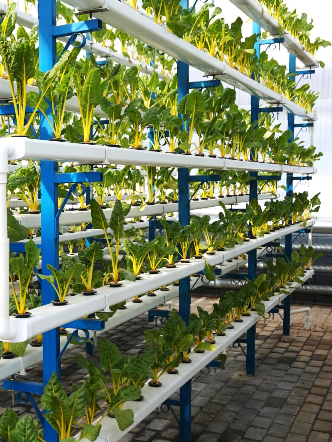 立体种植,植物工厂