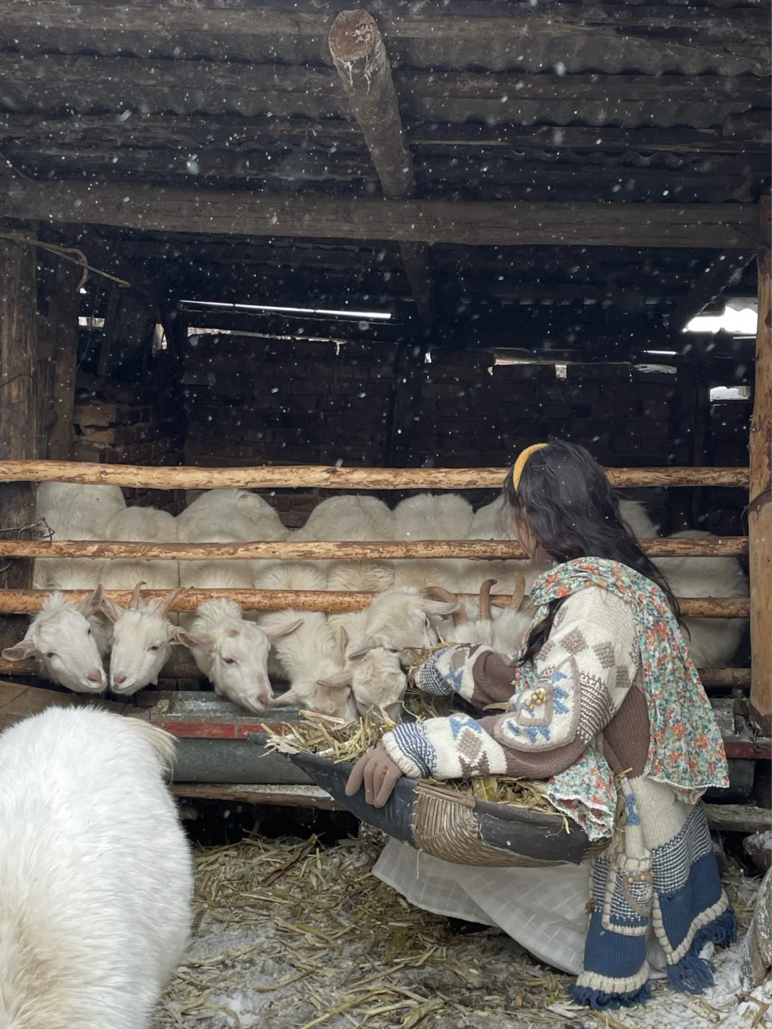 在中国俄罗斯分斯放羊?我是长发牧羊女??
