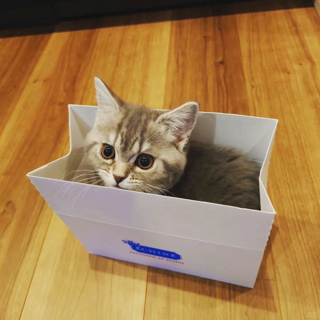 别再说养猫贵了,养猫两个月的真实花销