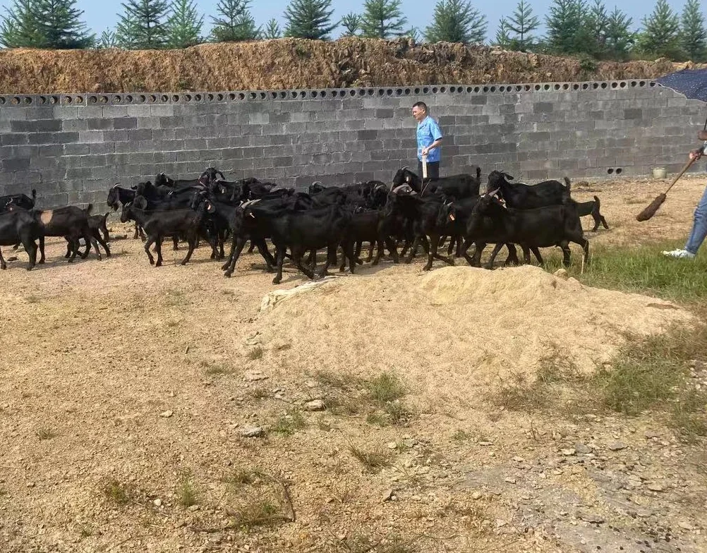 养羊梦:中年返乡还是退休再出发?