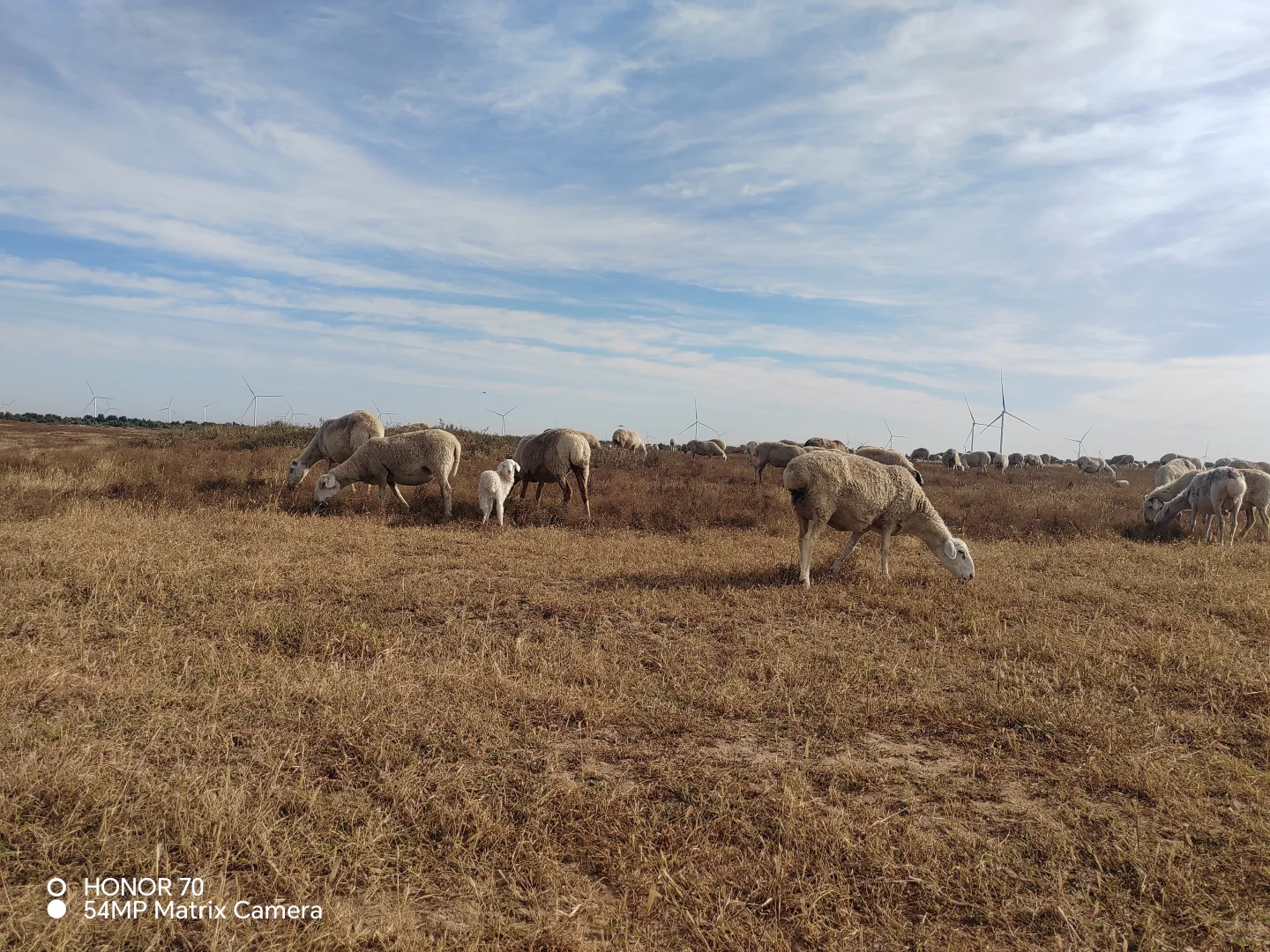 求助今年羊卖不了了