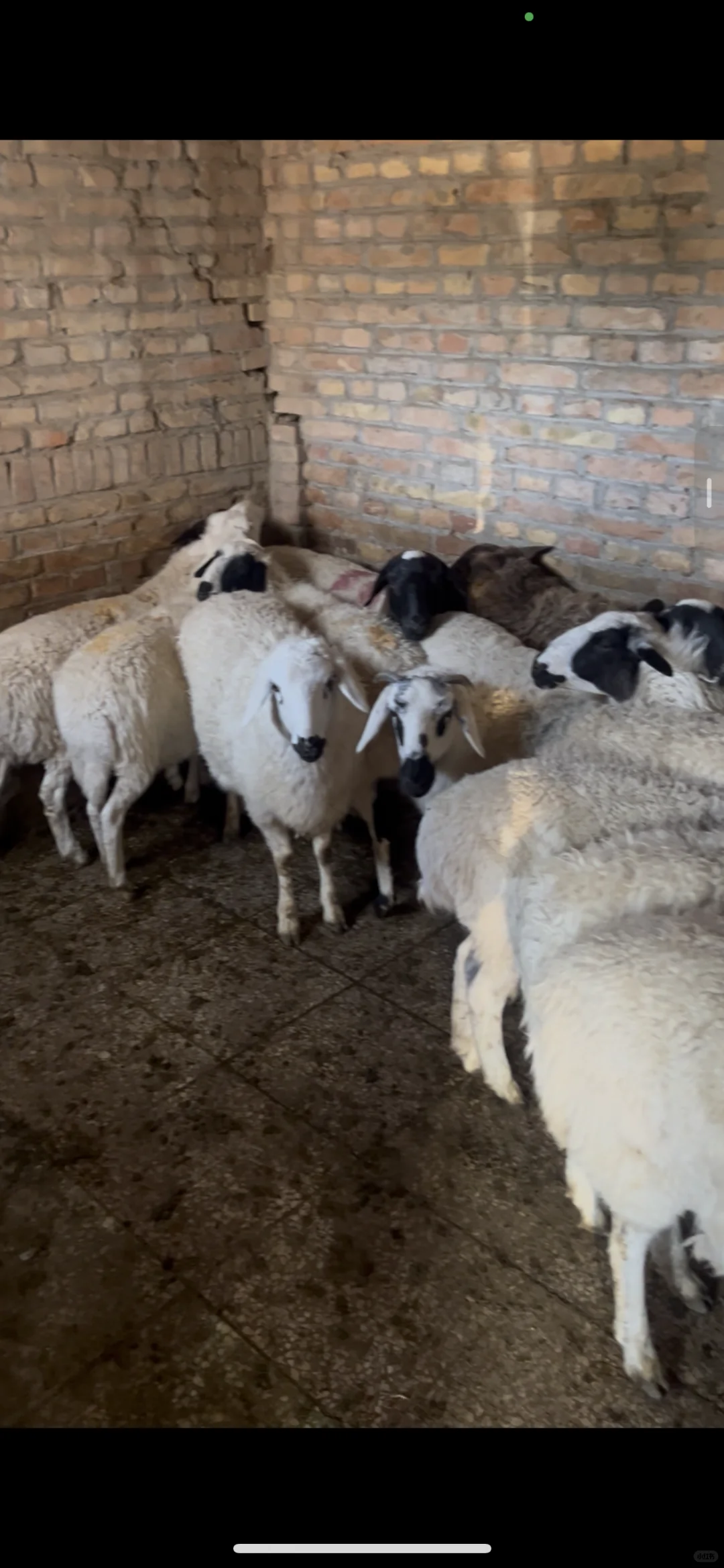 自家养殖的苏尼特羊肉,怎么才能卖出去呢?